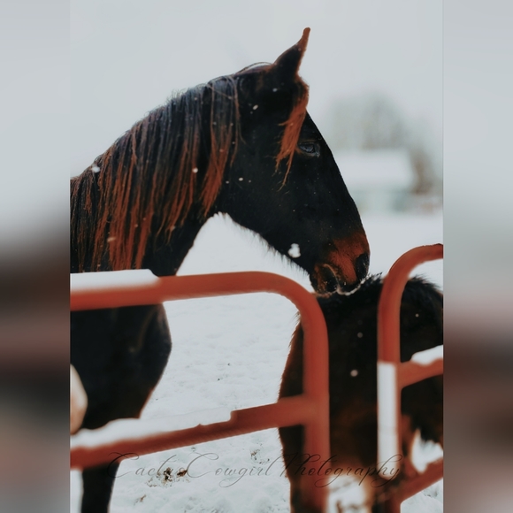 Meet your Posher's The Indiana Hillbilly's - Picture 16 of 16